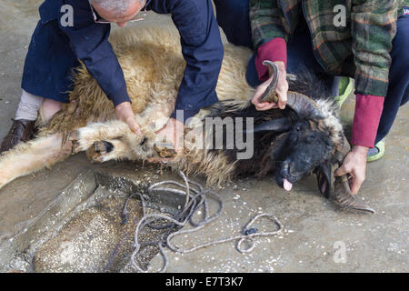 Eine aufopfernde Ram, etwa von einer türkischen Familie, während das islamische Opferfest in Gaziantep, Türkei geschlachtet werden sollen. Stockfoto