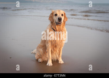 Golden Retriever auf Newton Strand in der Nähe von Porthcawl, South Wales, UK. Stockfoto