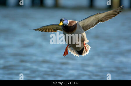 Mallard duck Drake, Anas Platyrhynchos, während des Fluges in der Nähe von Cambridge Maryland USA. Stockfoto