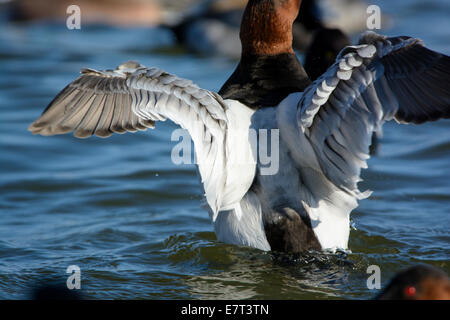 Canvasback Ente, Aythya Valisineria, unter anderen Pflanzenarten, schlägt mit den Flügeln an der Chesapeake Bay, Cambridge, Maryland, USA. Stockfoto
