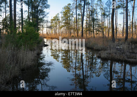 Bäume auf dem Wasser, was Blackwater National Wildlife Refuge, Cambridge, Dorchester County, Maryland USA. Stockfoto