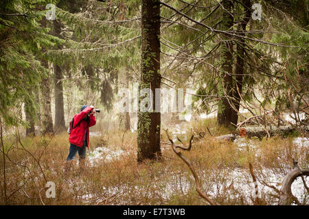 Nehmen Foto von Wäldern. Einsame Touristen während der trekking im Nationalpark Babia Gora Stockfoto