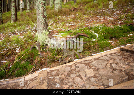 Baumwurzeln in Flechten und Track Steinen im Nationalpark Babia Góra Stockfoto