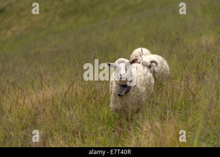 Schafe auf grüner Wiese in Berg Stockfoto