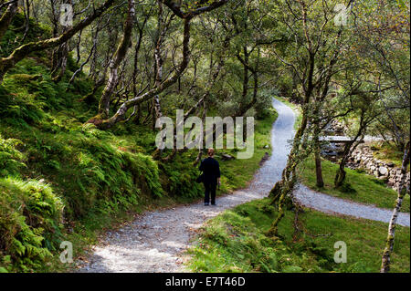 Frau allein zu Fuß durch isolierte Waldweg, County Donegal, Irland Stockfoto