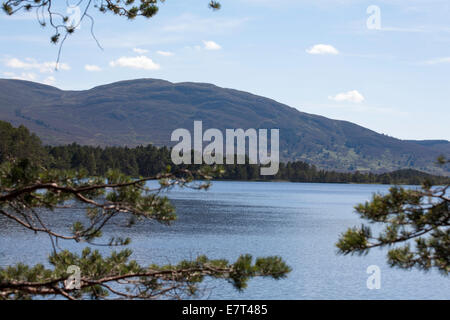 Bewaldeten Küste Loch Garten Abernethy Wald zwischen Grantown & Aviemore Cromdale Hügeln hinter Speyside Highlands Schottland Stockfoto