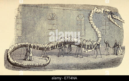 Falschmeldung Skelett Seeschlange im Jahre 1845 von Dr. Koch in New York ausgestellt. Siehe Beschreibung für mehr Informationen. Stockfoto