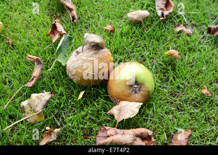 Fäulnis, schimmelige Windfall Äpfel unter Laub auf dem Rasen Stockfoto