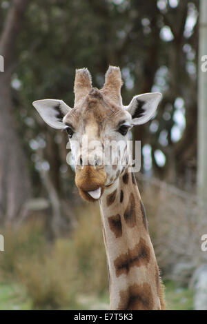 eine Giraffe gefangen in einer komischen Pose mit seiner Zunge stossen. Stockfoto