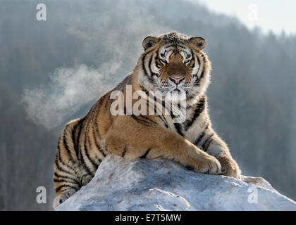 Sibirischer Tiger in alert Pose, Hengdaohezi Breeding Center, in der Nähe von Mudanjiang, China Stockfoto