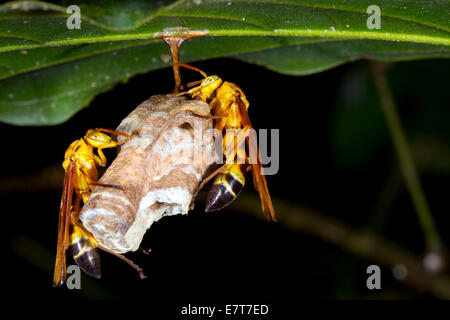 Ein kleines Wespennest unter ein Blatt in den Regenwald des Amazonas Stockfoto