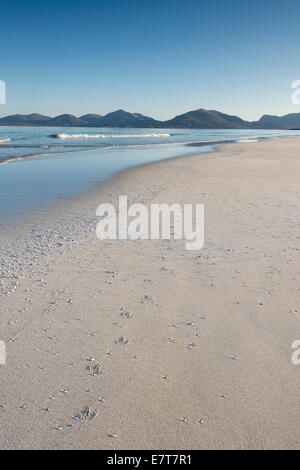 Vogel verfolgt am leeren Sandstrand von Luskentyre Strand, Isle of Harris, äußeren Hebriden, Schottland Stockfoto