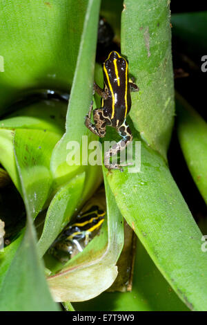 Zwei Variable vergiften Frösche (Ranitomeya Variabilis) neben einem Wasserbecken gefangen in einer Bromelie, Ecuador Stockfoto