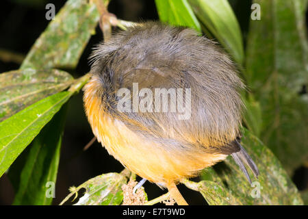 Unbekannter Vogel Schlafplatz in den Regenwald Unterwuchs in der Nacht, Ecuador. Stockfoto