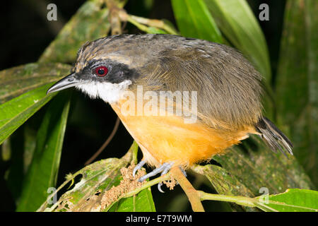 Unbekannter Vogel Schlafplatz in den Regenwald Unterwuchs in der Nacht, Ecuador. Stockfoto