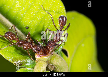 Ameisen sammeln Nektar aus einer extra floralen Nektarien eines Strauches in den Regenwald Unterwuchs, Ecuador. Stockfoto