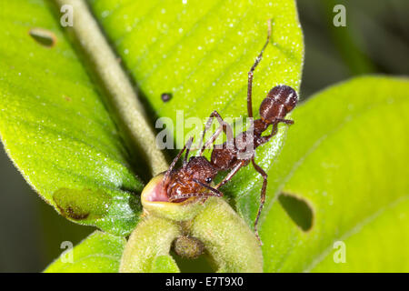 Ameisen sammeln Nektar aus einer extra floralen Nektarien eines Strauches in den Regenwald Unterwuchs, Ecuador. Stockfoto