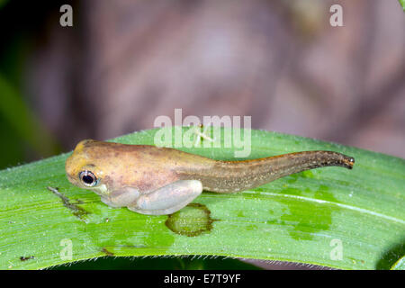 Kaulquappe von einem kleinen Treefrog (Dendropsophus SP.) ändern in einen Frosch über einen Pool von Regenwald in Ecuador Stockfoto