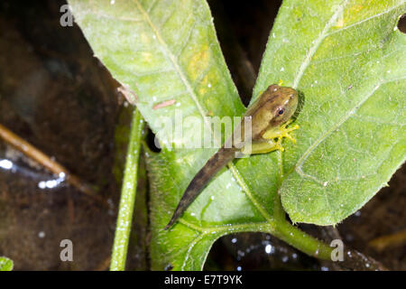 Kaulquappe eine kleine Treefrog Dendropsophus SP. ändern in einen Frosch auf einem Blatt über einem Regenwald-Becken, Ecuador. Stockfoto