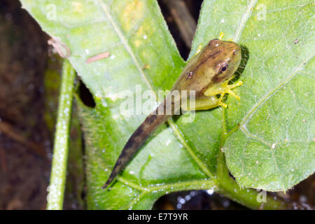 Kaulquappe eine kleine Treefrog Dendropsophus SP. ändern in einen Frosch auf einem Blatt über einem Regenwald-Becken, Ecuador. Stockfoto