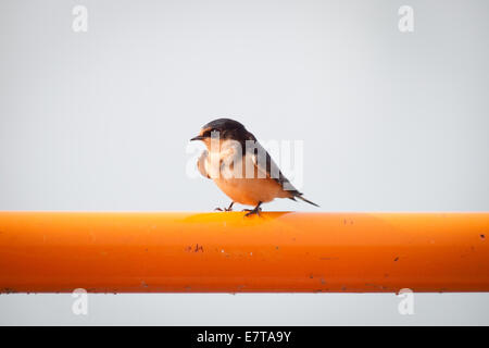 Eine niedliche Rauchschwalbe (Hirundo Rustica) auf eine orange Geländer.  Chicago, Illinois. Stockfoto