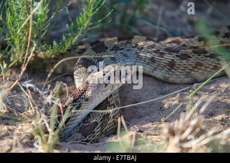 Sonora Gopher Snake, (Pituophis Catenifer Affinis), Nahrungssuche in einem Nagetier Bau.  Petroglyph National Monument, New Mexico, USA Stockfoto