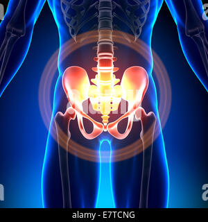 Hüfte / Kreuzbein / Schambein / Sitzbein / Ilium - Anatomie-Knochen Stockfoto