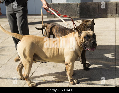 Perro de Presa Canario bei Dog show in Las Palmas, Gran Canaria, Kanarische Inseln, Spanien Stockfoto