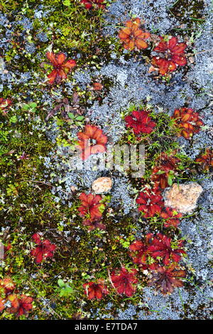 Moos und andere Wasser-liebenden Pflanzen besiedeln um eine kurzlebige Wasserbecken unter einem Granit-Felsen in Western Australia. Stockfoto