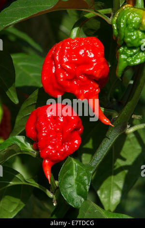 Carolina Reaper Chilischoten, anerkannt von der Guinness World Records als die weltweit heißesten Chili (2013-2015). Stockfoto