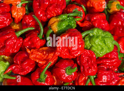 Carolina Reaper Chilischoten. Im Jahr 2013 anerkannt der Guinness World Records diese als die weltweit heißesten Chilischoten. Stockfoto