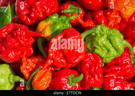 Carolina Reaper Chilischoten. Im Jahr 2013 anerkannt der Guinness World Records diese als die weltweit heißesten Chilischoten. Stockfoto