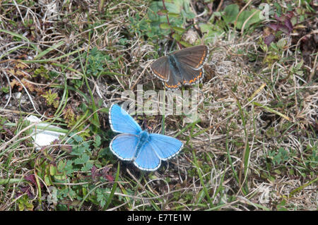 Adonis Blue Männchen ein Weibchen zu jagen, auf dem kurzen Rasen Malling hinunter, Lewes, East Sussex Stockfoto