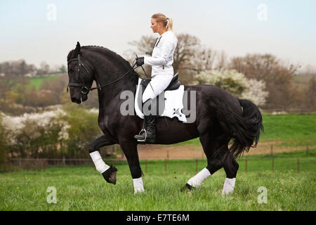 Friesische oder Friesisch Pferd, Hengst mit einem weiblichen Reiter hoch zu Ross, auf einer Wiese, klassische Dressur, piaffe am losen Zügel