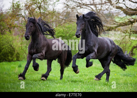 Friesisch oder friesische Pferde, Hengste, laufen frei auf einer Wiese, im Galopp Stockfoto