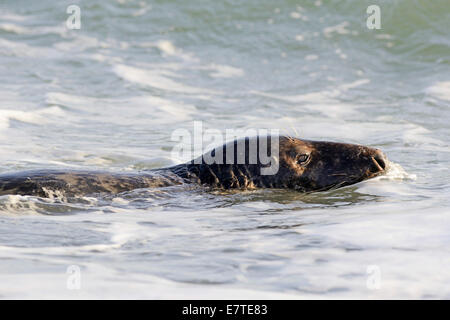 Grey Seal (Halichoerus Grypus), Schwimmen, Heligoland Düne, Schleswig-Holstein, Deutschland Stockfoto