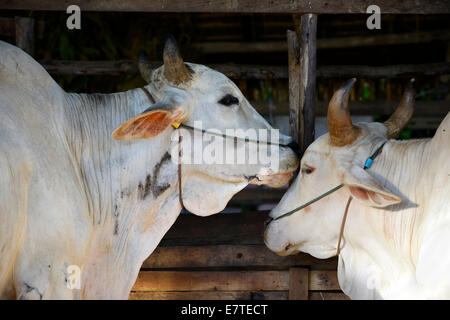 Zwei Zebu-Rinder (Bos Primigenius Indicus), Nord-Thailand, Thailand Stockfoto