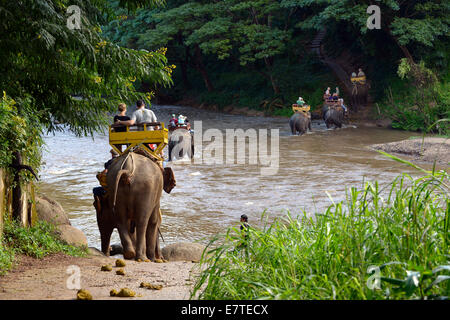 Elefanten-trekking mit asiatischen oder asiatischen Elefanten (Elephas Maximus) am Mae Tang Fluss, Maetaman Elephant Camp Stockfoto