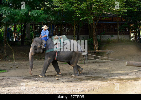 Asiatische oder asiatische Elefant (Elephas Maximus) während einer Demonstration in Maetaman Elephant Camp, Provinz Chiang Mai Stockfoto