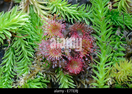 Moor, Bärlappen (Lycopodiella Inundata) und Runde blätterte Sonnentau (Drosera Rotundifolia), Emsland, Niedersachsen, Deutschland Stockfoto