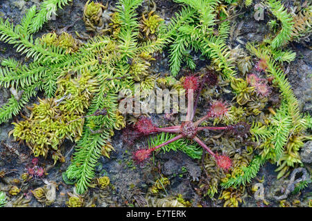 Moor, Bärlappen (Lycopodiella Inundata) und Runde blätterte Sonnentau (Drosera Rotundifolia), Emsland, Niedersachsen, Deutschland Stockfoto