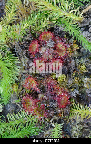 Moor, Bärlappen (Lycopodiella Inundata) und Runde blätterte Sonnentau (Drosera Rotundifolia), Emsland, Niedersachsen, Deutschland Stockfoto