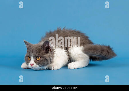 Selkirk Rex Kätzchen, 10 Wochen, Farbe blau-weiß Stockfoto