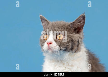 Selkirk Rex Kätzchen, 10 Wochen, Farbe blau-weiß Stockfoto