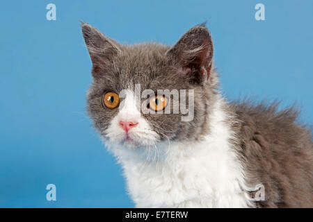 Selkirk Rex Kätzchen, 10 Wochen, Farbe blau-weiß Stockfoto