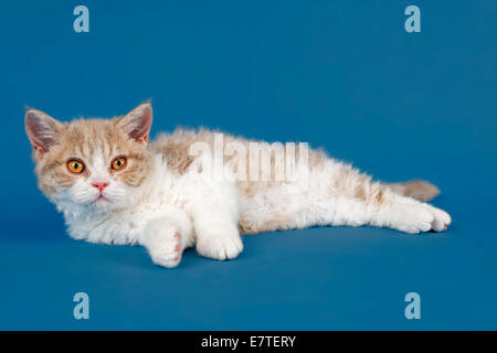 Selkirk Rex Kätzchen, 10 Wochen, Farbe lila Makrele Tabby weiß Stockfoto