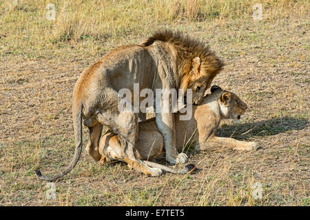 Paar Löwen (Panthera Leo), Paarung, Masai Mara National Reserve, Kenia Stockfoto