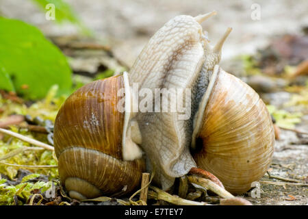 Burgunder Schnecken (Helix Pomatia), Paarung, Deutschland Stockfoto