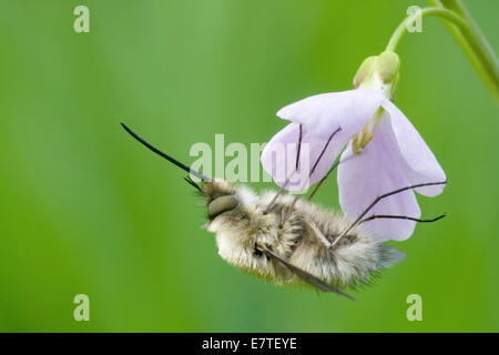 Größere Bee Fly (Bombylius großen) ernähren sich von einem Kuckuck Blume oder Lady's Kittel (Cardamine Pratensis), Nordhessen, Hessen, Deutschland Stockfoto