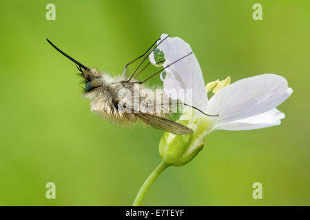 Größere Bee Fly (Bombylius großen) ernähren sich von einem Kuckuck Blume oder Lady's Kittel (Cardamine Pratensis), Nordhessen, Hessen, Deutschland Stockfoto